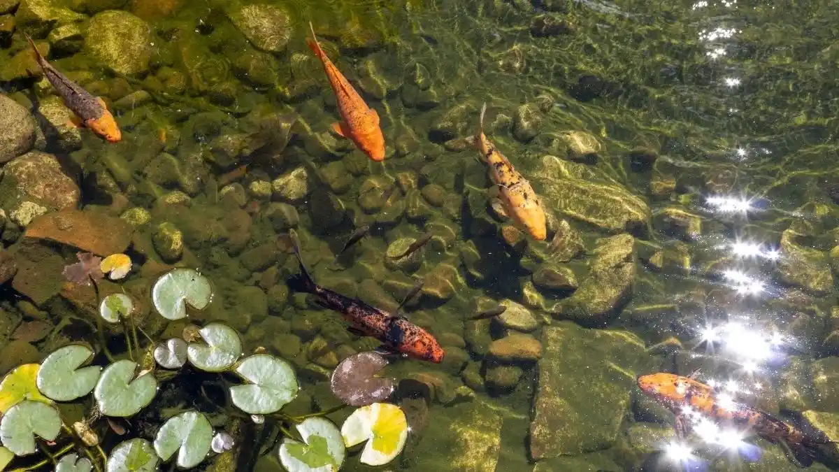 Kolam ikan dengan air yang jernih Foto Pexels Mayara Caroline Mombelli Kolam ikan dengan air yang jernih (Foto_ Pexels _ Mayara Caroline Mombelli)