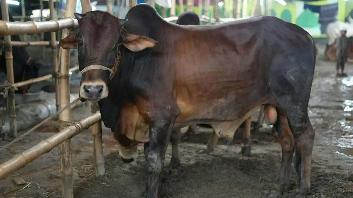 Limbah Organik Hewan Kurban Sebelum Idul Adha 6 11zon Limbah Organik Hewan Kurban Sebelum Idul Adha