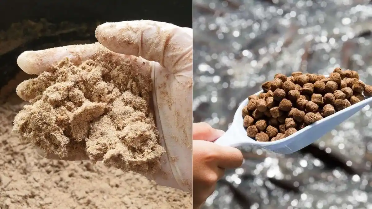 Proses Produksi Pembuatan Pakan