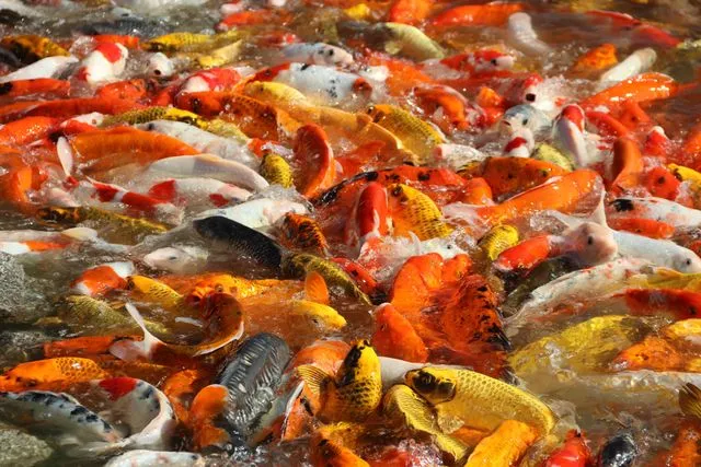 budi daya ikan di air kolam mengapa kualitas pakan ikan penting bagi budi daya ikan?