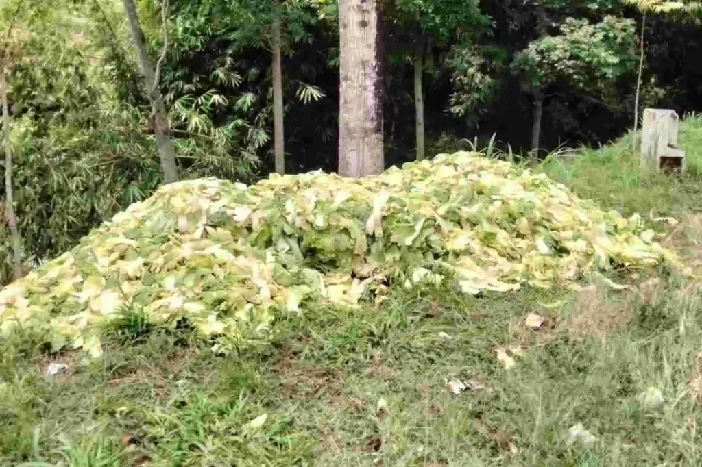 limba sisa sayur mitra tabungan limbah angphot tumpukan limbah sisa sayuran