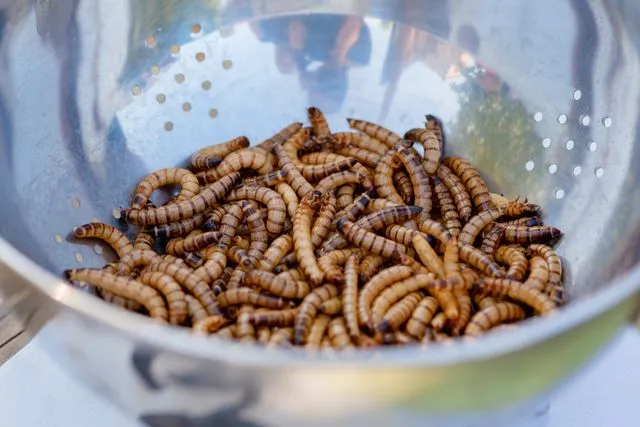 maggot