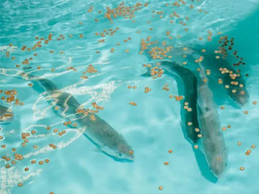 pakan ikan di dalam air kolam