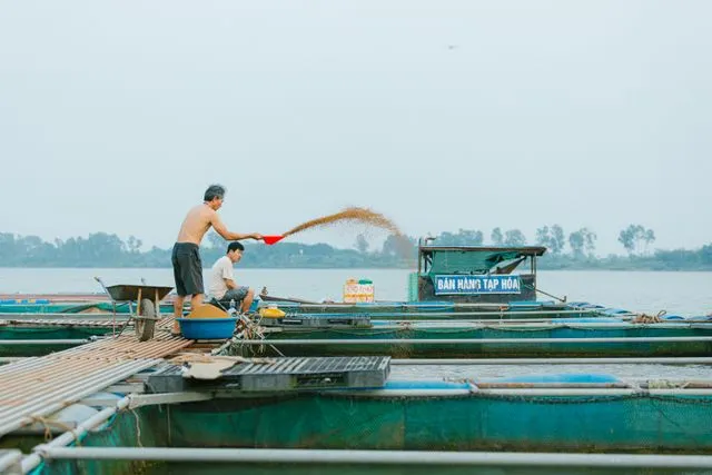 pemberian pakan ikan