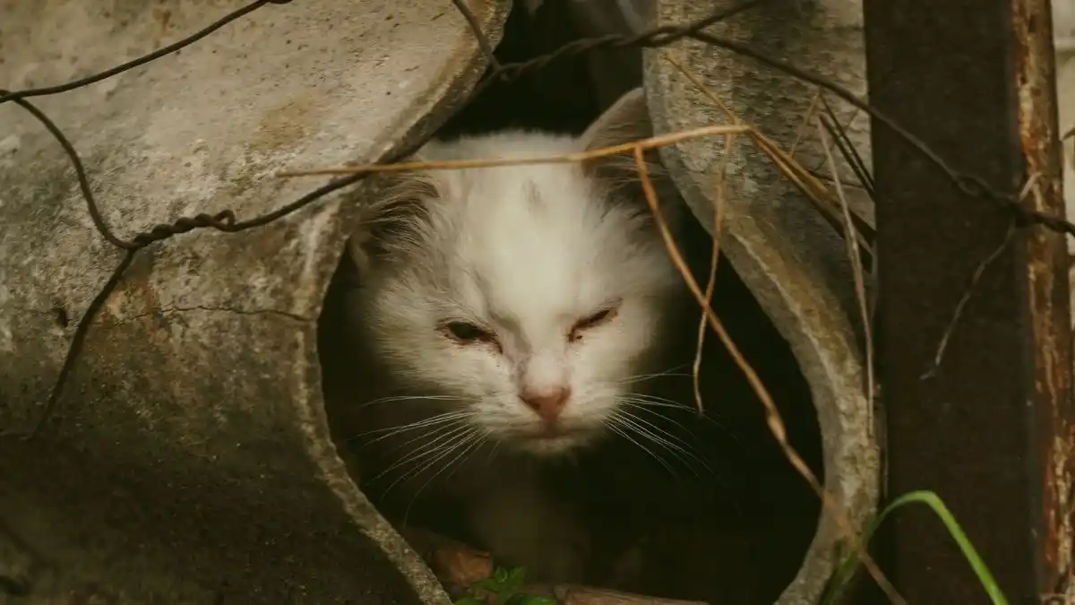 7 Ciri-Ciri Kucing mau Mati yang Harus Disadari Pemilik