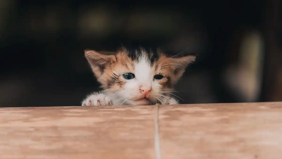 lesu tanda anak kucing kekurangan kalsium
