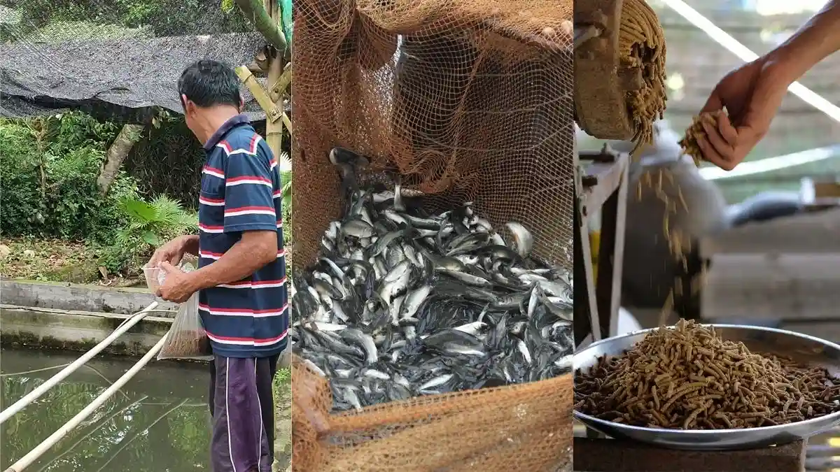 Fish silage, pakan alternatif berbahan dasar limbah ikan maupun ikan rucah