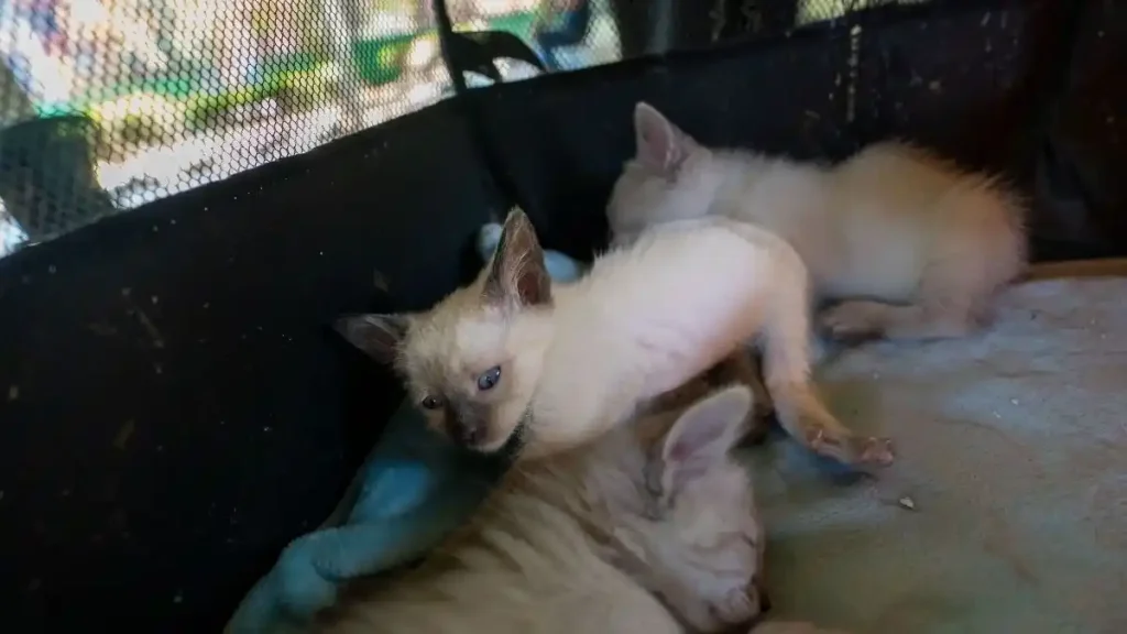 Dampak Anak Kucing Kekurangan Kalsium