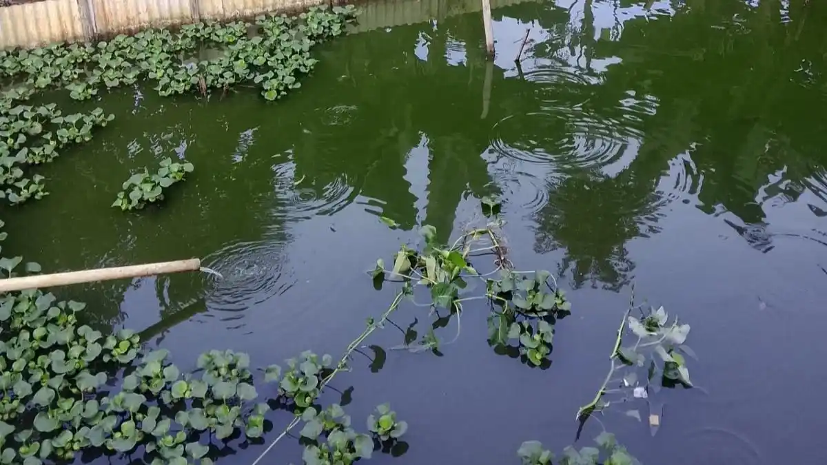 Kenali Penyebab Kualitas Air Kolam Budidaya Menurun 1 Kenali Penyebab Kualitas Air Kolam Budidaya Menurun 1