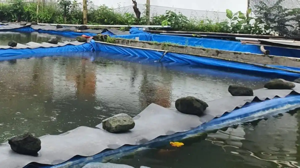 Menjaga Kualitas Air Kolam Budidaya, Mulai dari Pemilihan Pakan yang Tepat