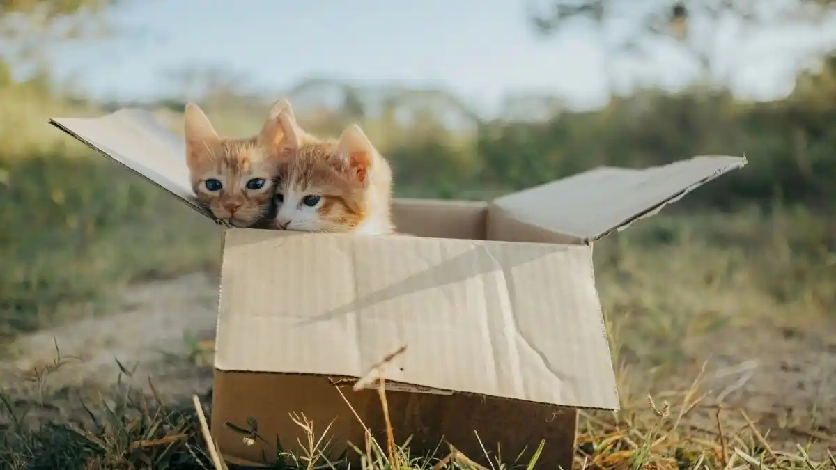 Perhatikan Kalsium Anak Kucing untuk Mencegah Pertumbuhan Abnormal