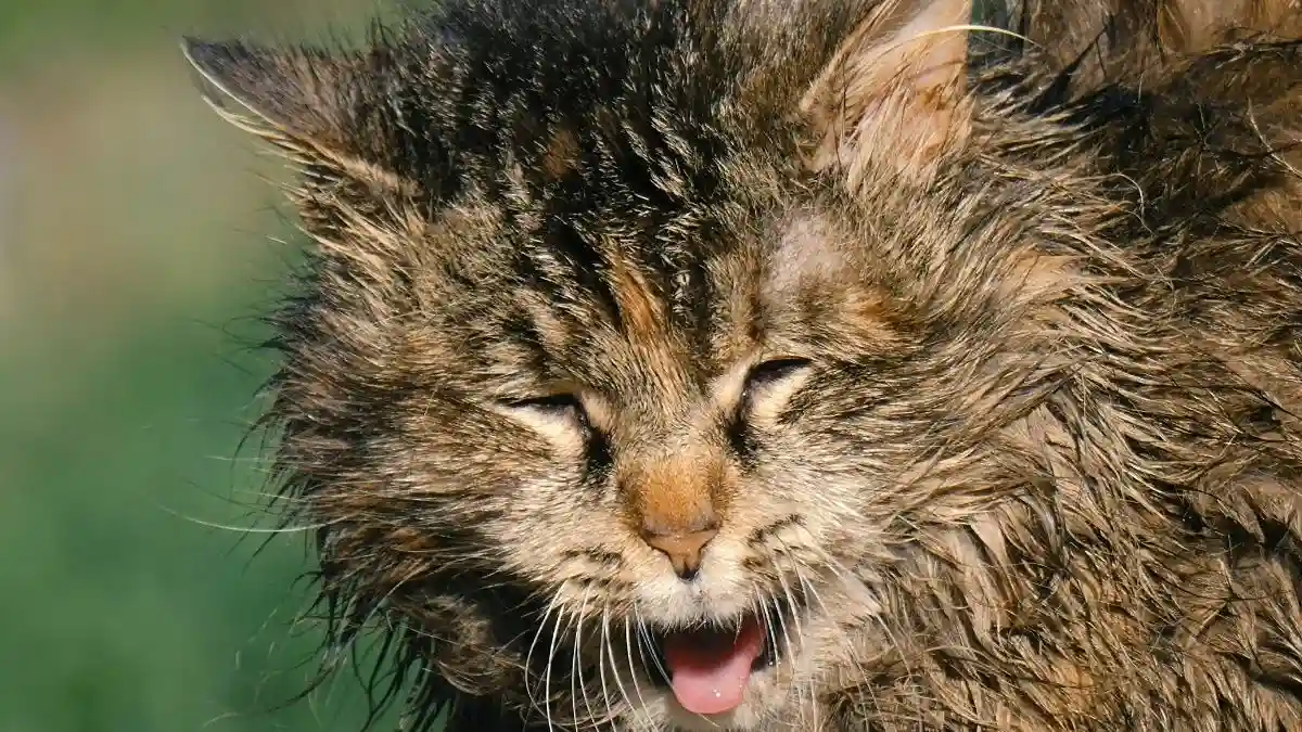 Perubahan Fisik dan Penurunan Perawatan Diri Self Grooming Perubahan Fisik dan Penurunan Perawatan Diri Self Grooming