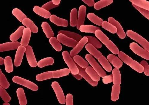 bacillus subtilis bakteri bacillus subtilis