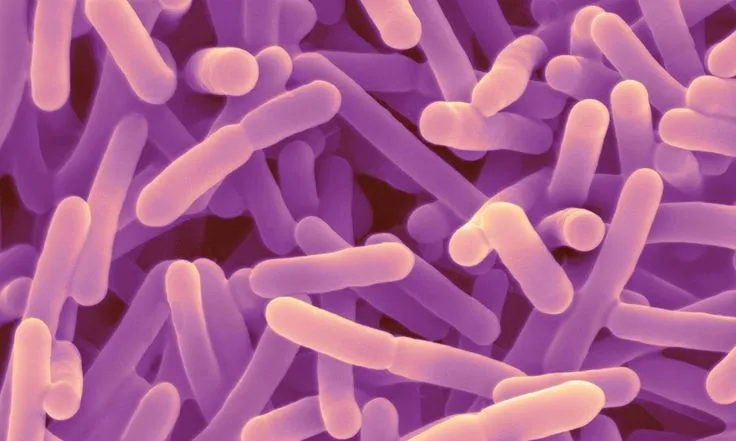 bakteri probiotik 1 bakteri probiotik