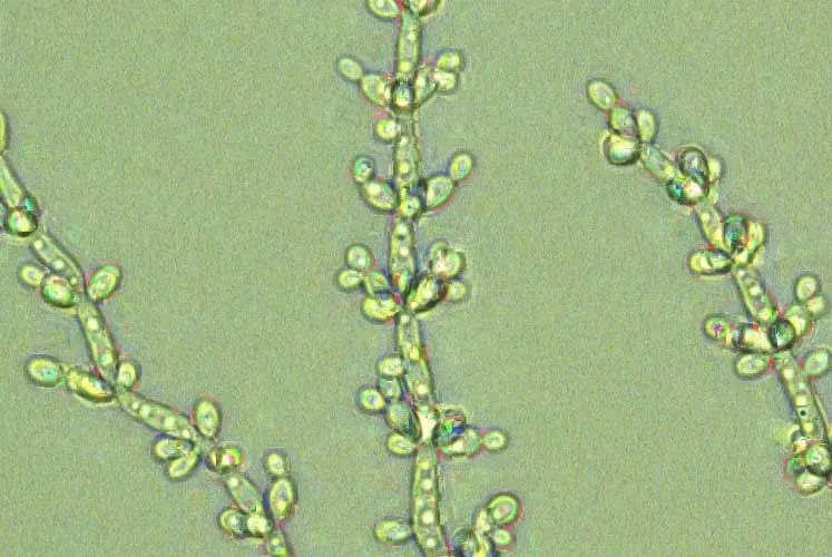 candida tropicalis candida-tropicalis