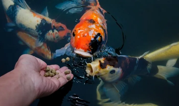 kecernaan pada pakan ikan kecernaan pada pakan ikan