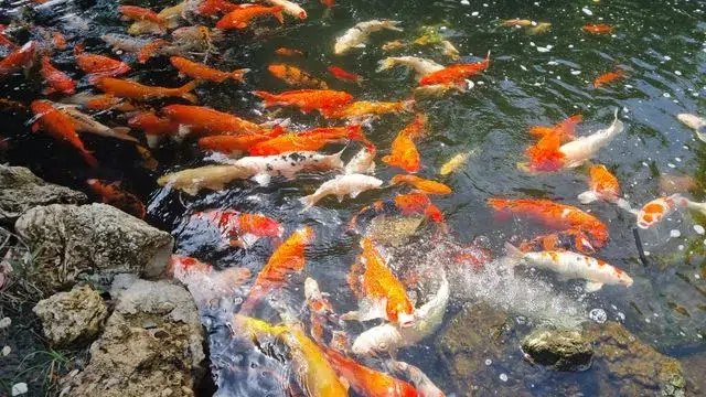 kesalahan dalam budi daya ikan kesalahan dalam budi daya ikan