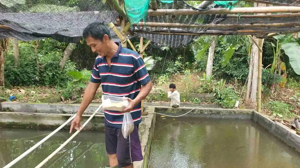pembudidaya ikan lokal pembudidaya ikan lokal