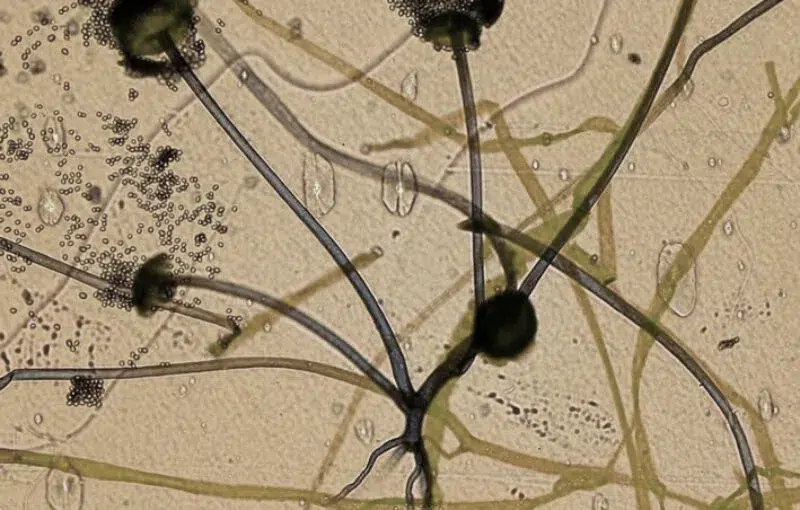 rhizopus oryzae rhizopus oligosporus