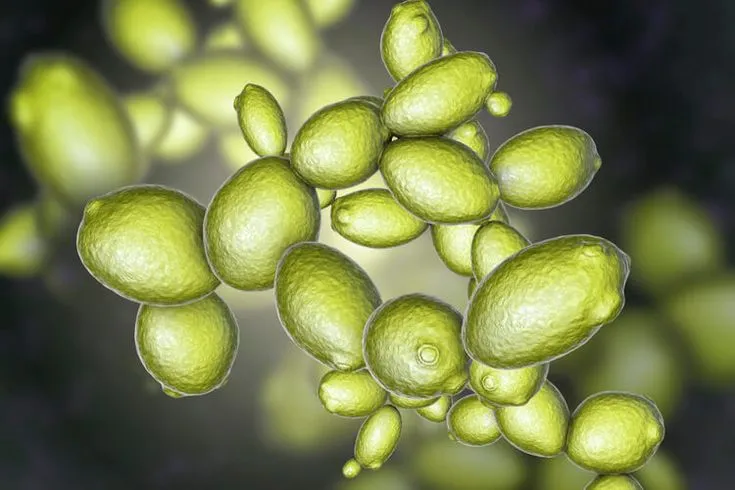 saccharomyces cerevisiae saccharomyces cerevisiae