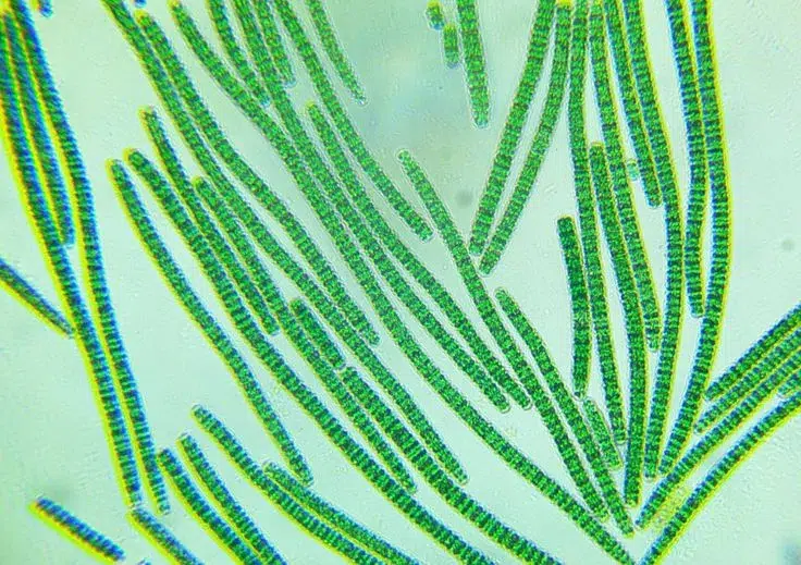 spirulina platensis spirulina plantesis
