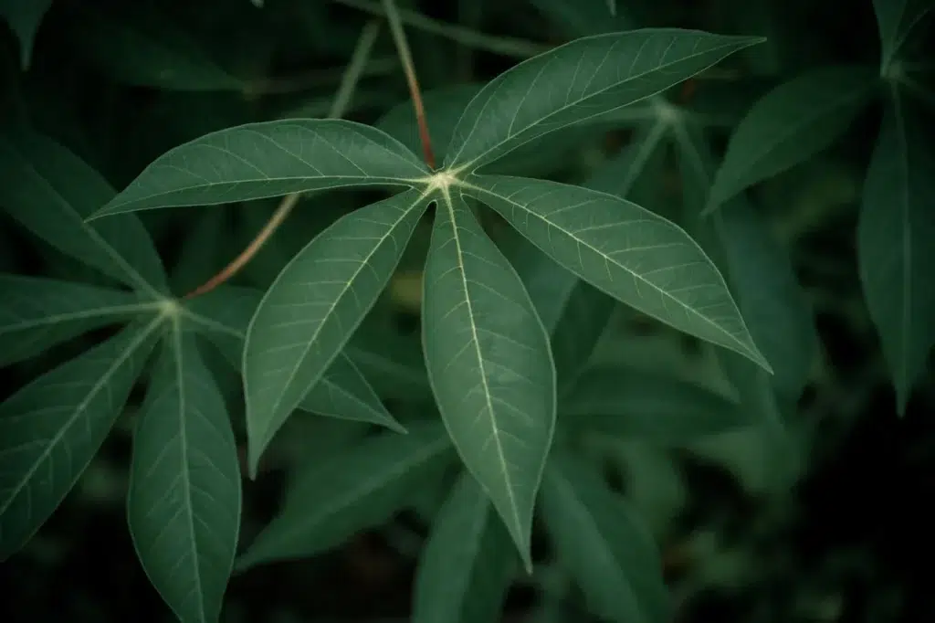 daun singkong