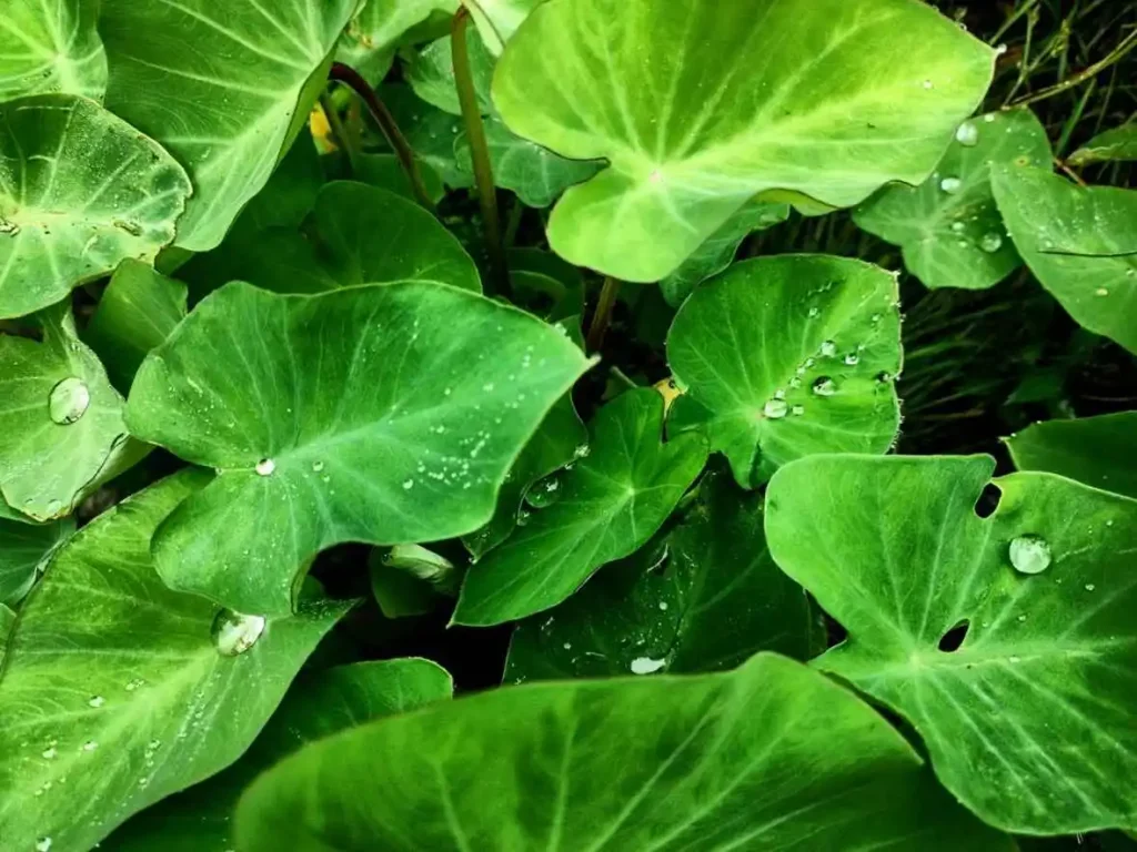 daun talas