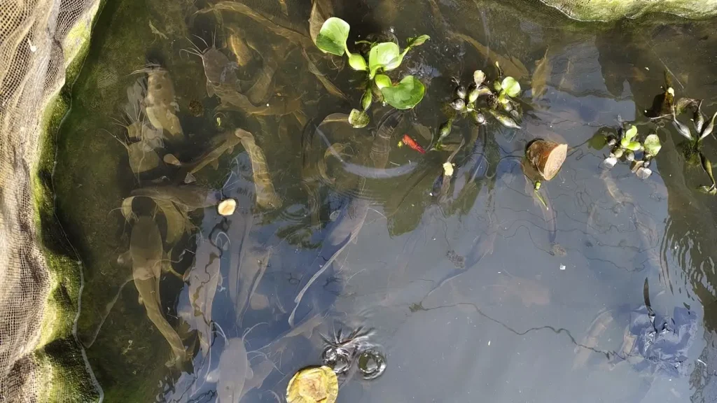 dedaunan di kolam ikan lele e1787026333236 dedaunan di kolam ikan lele