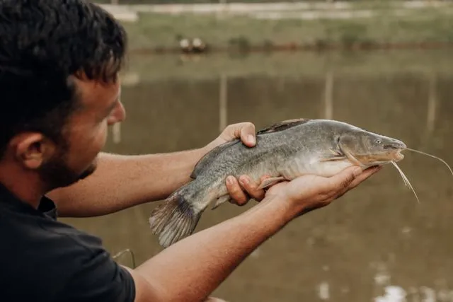 ikan tumbuh dengan sehat