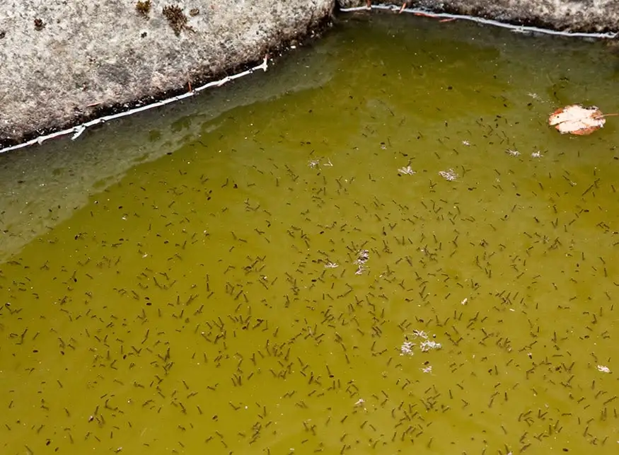 jentik atau larva nyamuk