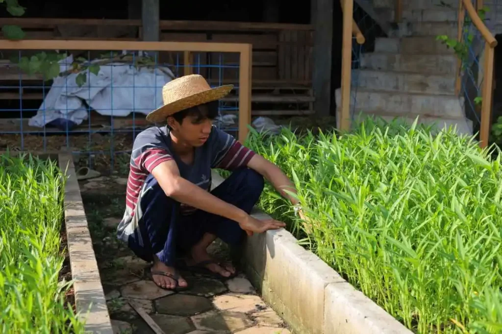 kangkung