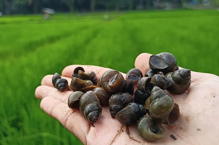 keong sawah