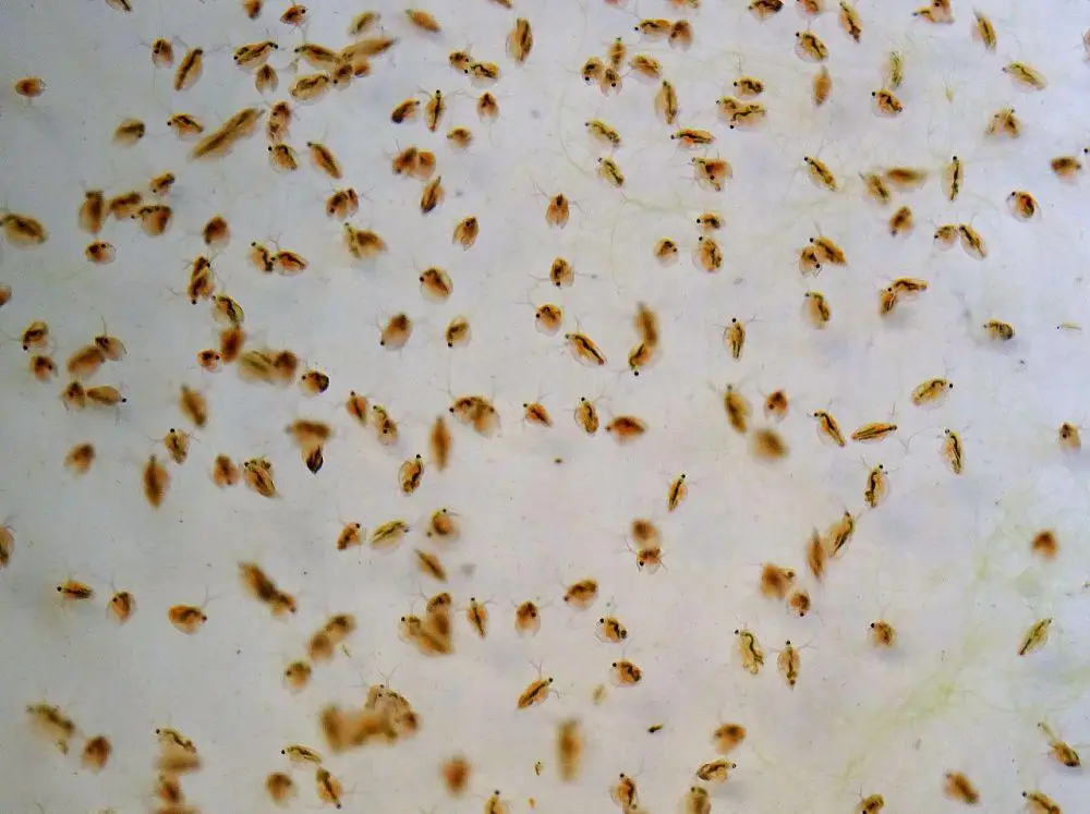 kutu air