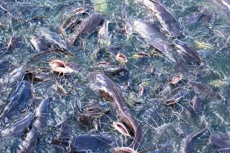 pakan alami ikan lele