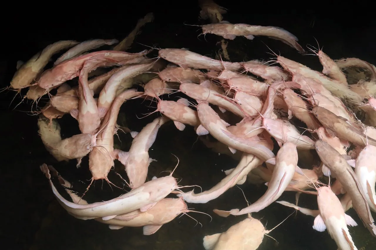 penyebab bibit ikan lele mati setiap harinya