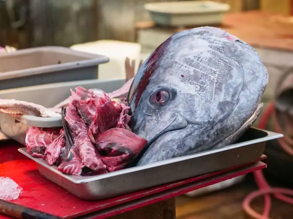 sisa ikan sisa ikan