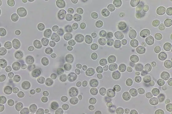 struktur molekul Saccharomyces cerevisiae