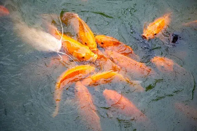 tubuh ikan dengan ukuran yang sama